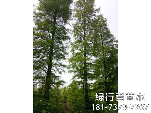 池衫 (6)