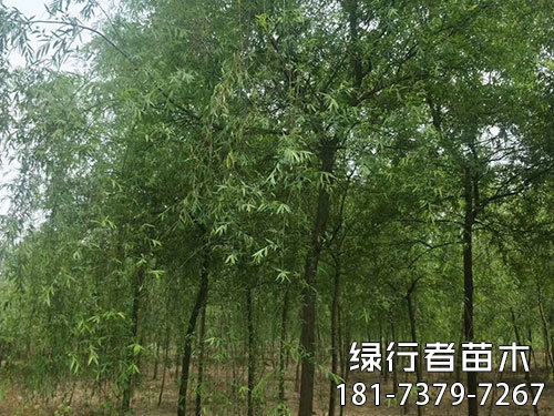 柳树 (7)