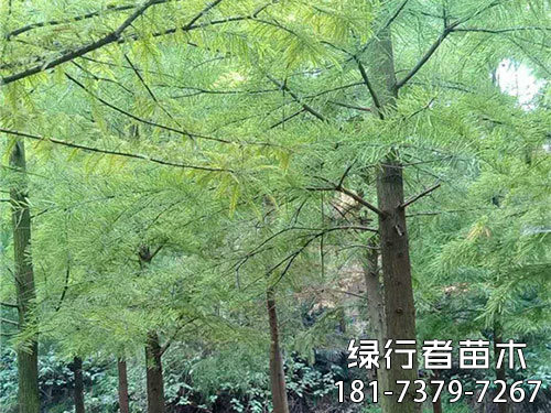 池衫 (12)