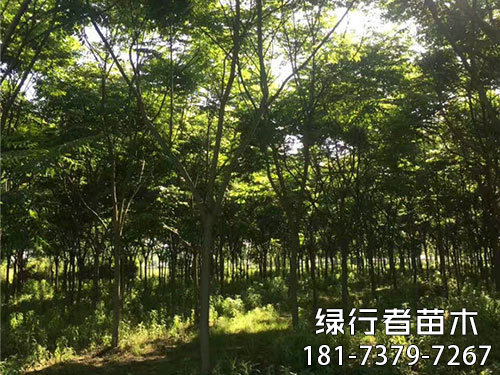 栾树 (3)