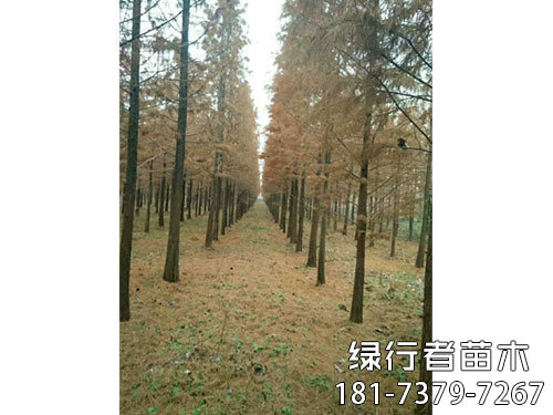 池衫 (3)