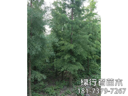 池衫 (4)