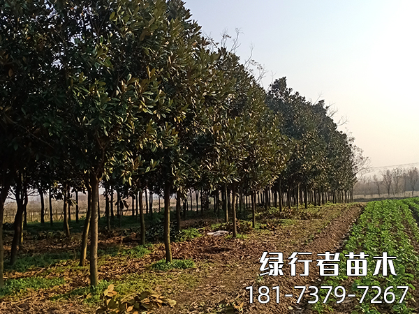 广玉兰 (4)