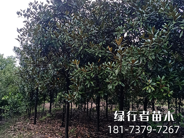 广玉兰 (6)