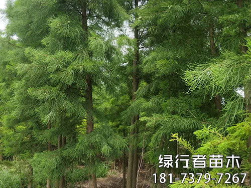 南县绿行者苗木种植有限公司,湖南苗木种植销售,湖南水杉种植销售,湖南池衫种植销售