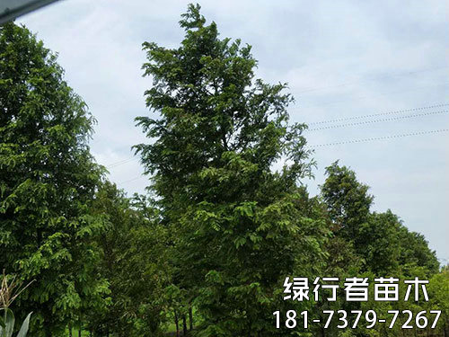 南县绿行者苗木种植有限公司,湖南苗木种植销售,湖南水杉种植销售,湖南池衫种植销售